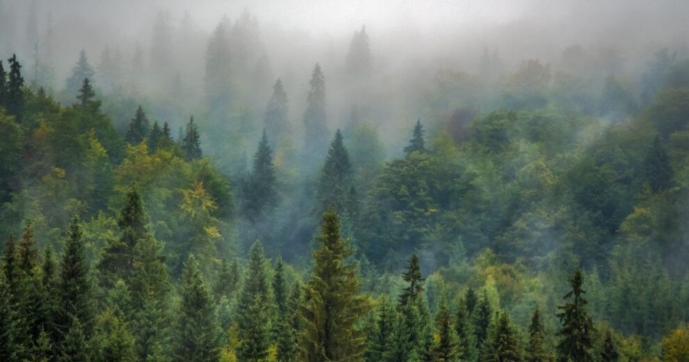 Nuevo sistema para detección rápida de plagas en bosques 11 plagas