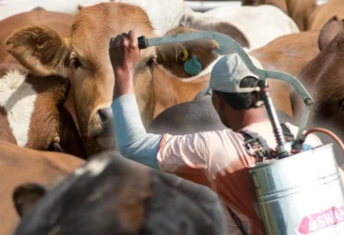 plan piloto contra el gusano barrenador