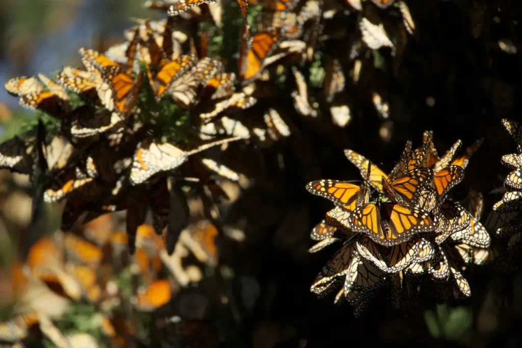 Científicos de la UNAM descubren cómo las plantas están migrando debido al cambio climático 11 mariposas