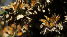 Científicos de la UNAM descubren cómo las plantas están migrando debido al cambio climático 20 mariposas