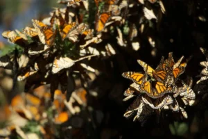 Científicos de la UNAM descubren cómo las plantas están migrando debido al cambio climático 14 mariposas