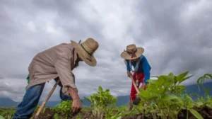 Agricultores trabajando- Políticas públicas