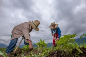 Agricultores trabajando- Políticas públicas