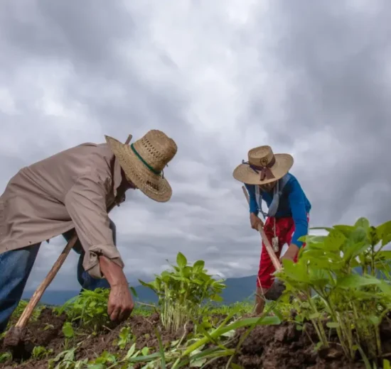 Urge la creación de políticas públicas para una agricultura sostenible 12 Agricultores trabajando- Políticas públicas
