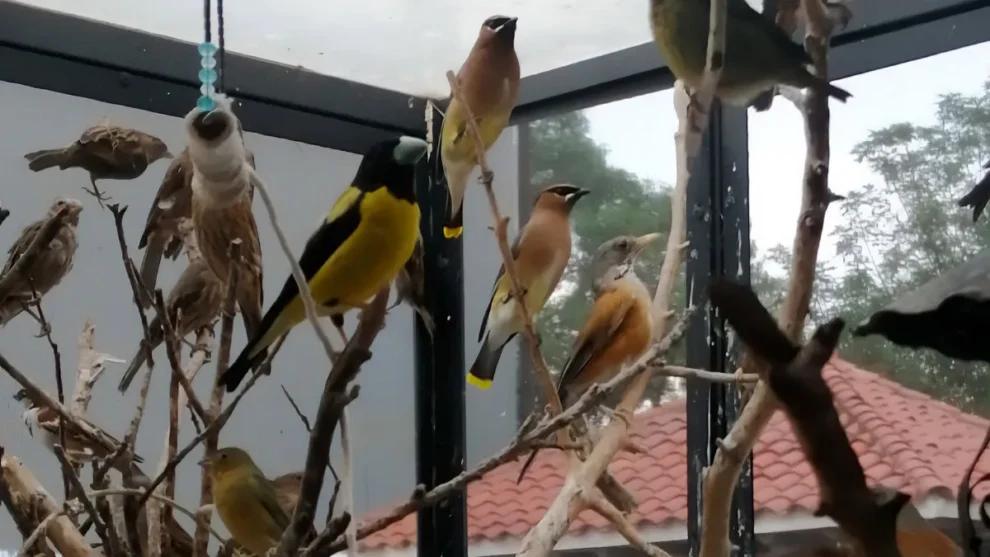 Descubren santuario ilegal de aves silvestres en la condesa: Profepa actúa tras denuncia 11 profepa