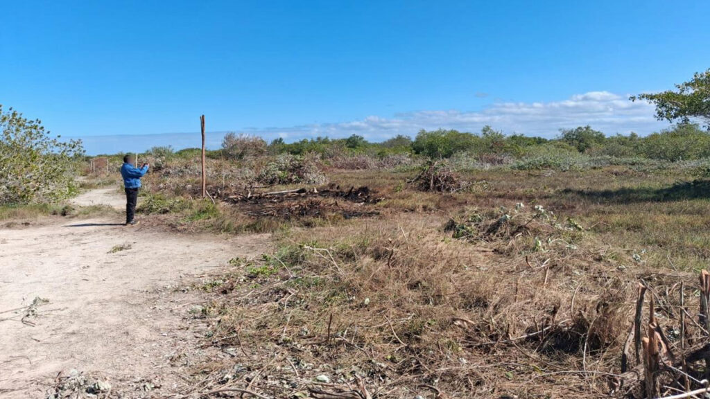 Profepa detiene ecocidio en manglares de Chelem 11 Profepa