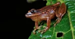 ranas