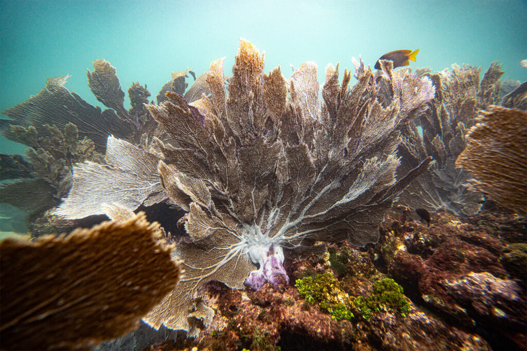 Corales en un arrecife submarino