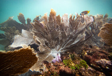 Corales en un arrecife submarino