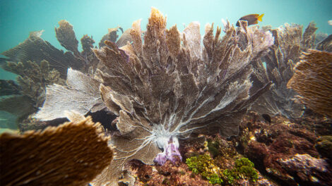 Corales en un arrecife submarino