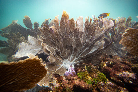 Corales en un arrecife submarino