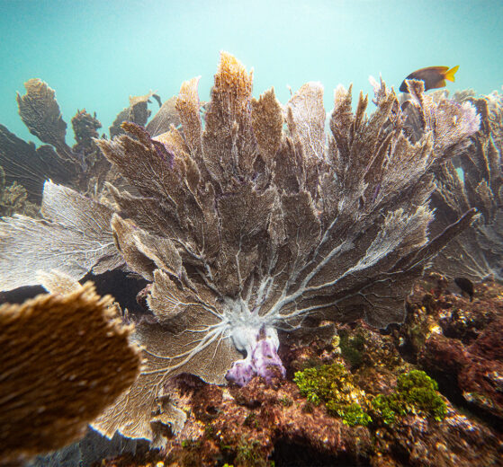 Corales en un arrecife submarino