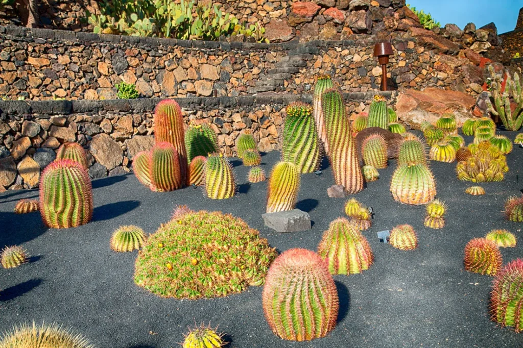 Del desierto al concreto: la resiliencia de las cactáceas en las ciudades 11 resiliencia 2