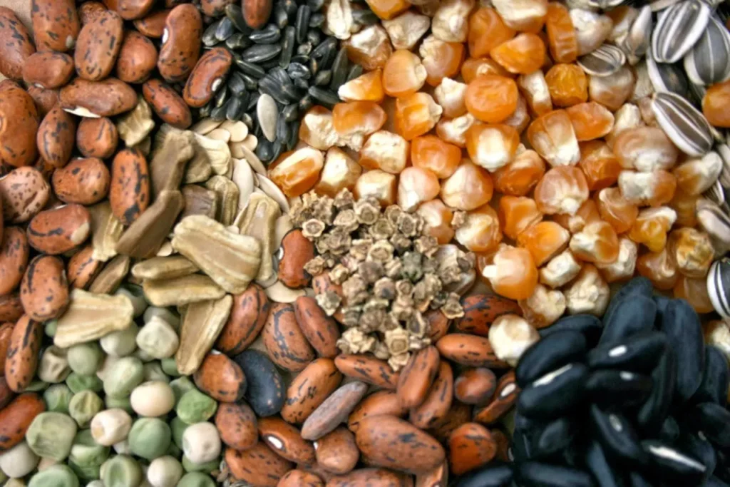 Semillas para el nuevo ciclo