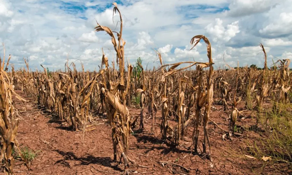 Sequías extremas amenazan los pastizales del planeta: el cambio climático acelera su deterioro. 11 sequias 2