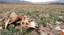 Sequías extremas amenazan los pastizales del planeta: el cambio climático acelera su deterioro.  18 sequias