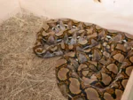 Operativo ‘Madre Tierra VII’ deja cientos de arrestos por crímenes ecológicos 2 serpiente