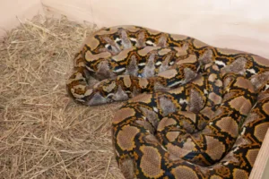 Operativo ‘Madre Tierra VII’ deja cientos de arrestos por crímenes ecológicos 14 serpiente