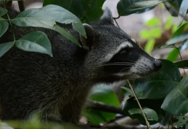 Fauna silvestre en zonas urbanas ¿Cómo convivir? 14 silvestre