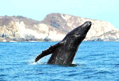 Oaxaca mantiene activo el avistamiento responsable de ballenas jorobadas hasta marzo de 2026 19 ballena jorobada