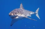 tiburones