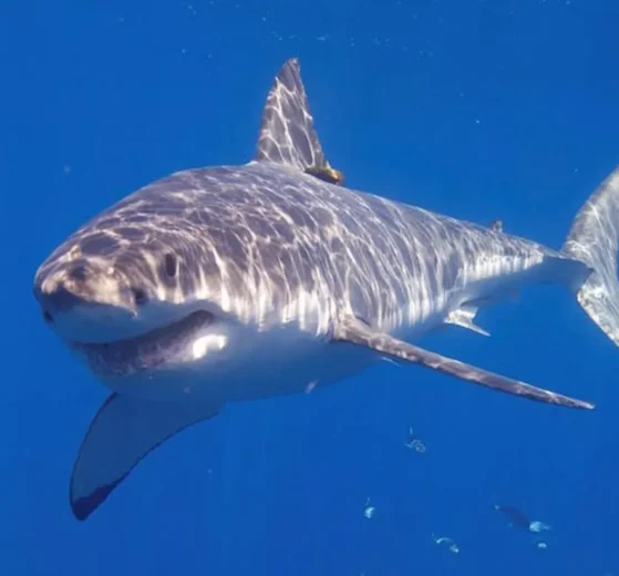 tiburones