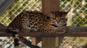 tigrillo en peligro de extinción