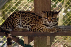 tigrillo en peligro de extinción