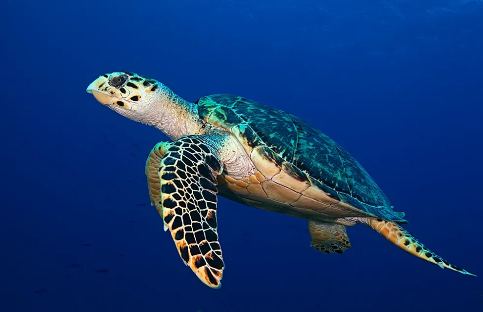 Las guardianas del océano: Un día para reflexionar sobre la crisis de las tortugas marinas 11 tortugas marinas
