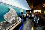 Descubren en la Patagonia una tortuga marina gigante de 20 millones de años  10 tortuga marina 1