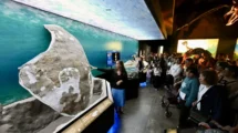 Descubren en la Patagonia una tortuga marina gigante de 20 millones de años  16 tortuga marina 1