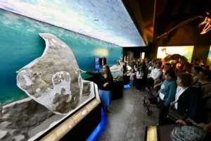 Descubren en la Patagonia una tortuga marina gigante de 20 millones de años  14 tortuga marina 1