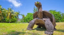Avance en conservación: incubación artificial logra eclosión exitosa de tortugas gigantes de Aldabra 16 tortugas