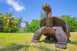 Avance en conservación: incubación artificial logra eclosión exitosa de tortugas gigantes de Aldabra 13 tortugas