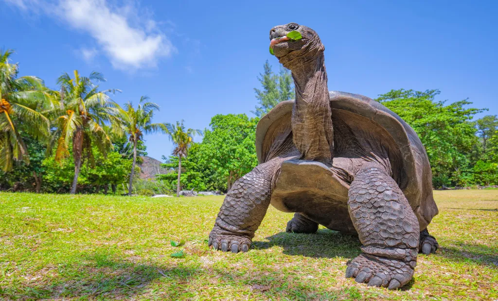 Avance en conservación: incubación artificial logra eclosión exitosa de tortugas gigantes de Aldabra 11 tortugas