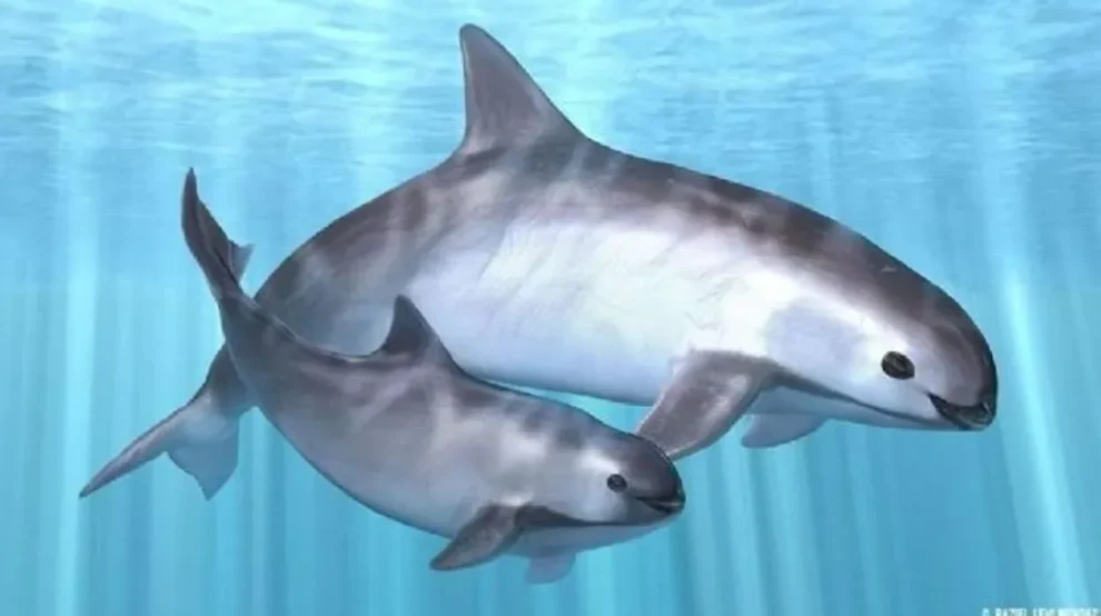 Esperanza para la vaquita marina: nuevas medidas y monitoreo acústico 11 vaquita marina