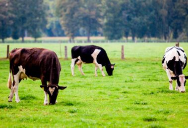 Transformación sustentable