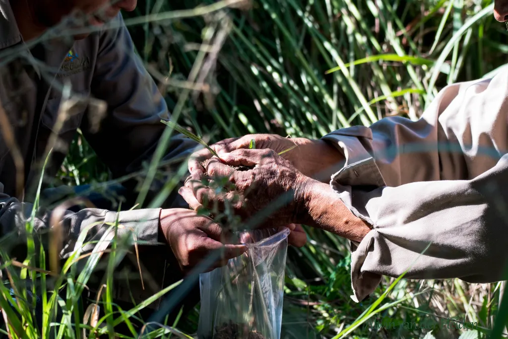 Entre violencia y amenazas: Sinaloa lucha contra la protección del medio ambiente 11 violencia